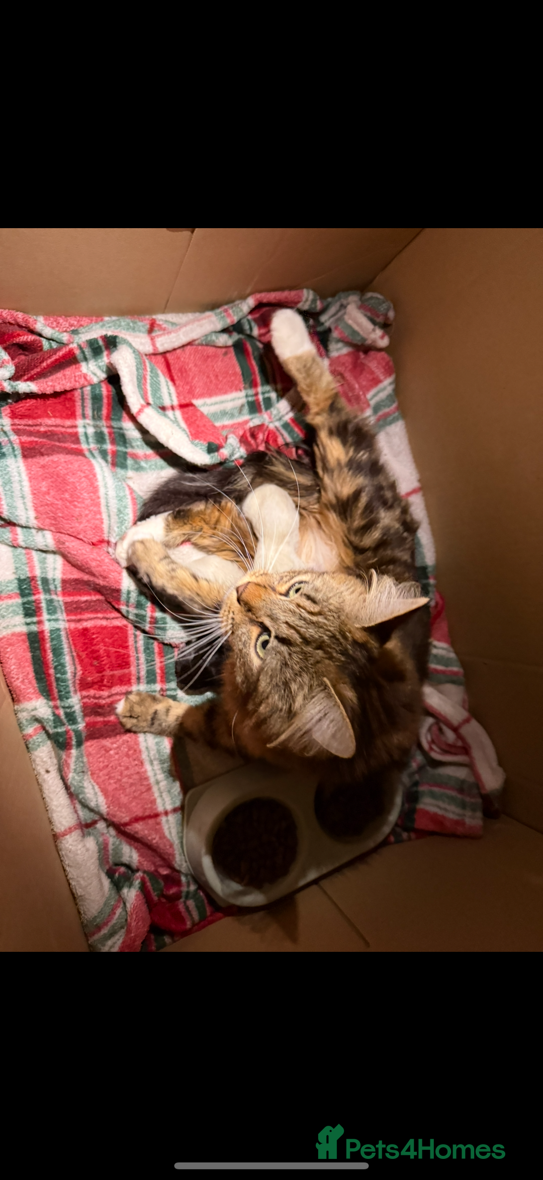 Mixed Breed cats for sale: Friendly kitten for sale - Image 2