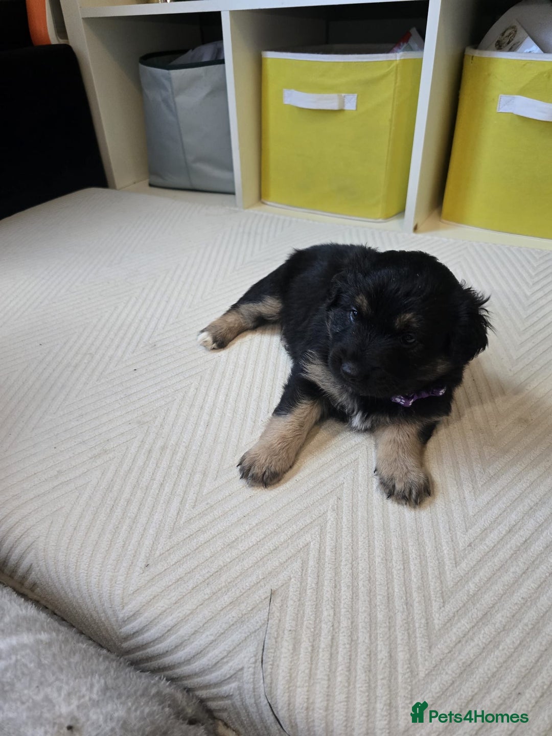 Mixed Breed dogs for sale: READY NOW - Goldador x Labrottie Miniature Puppies - Advert 16