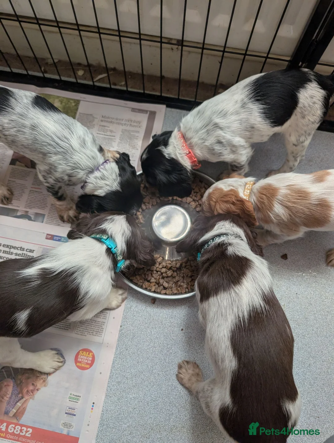 Cocker Spaniel dogs for sale: 3 female Cocker Spaniels  in Maidenhead - Advert 1