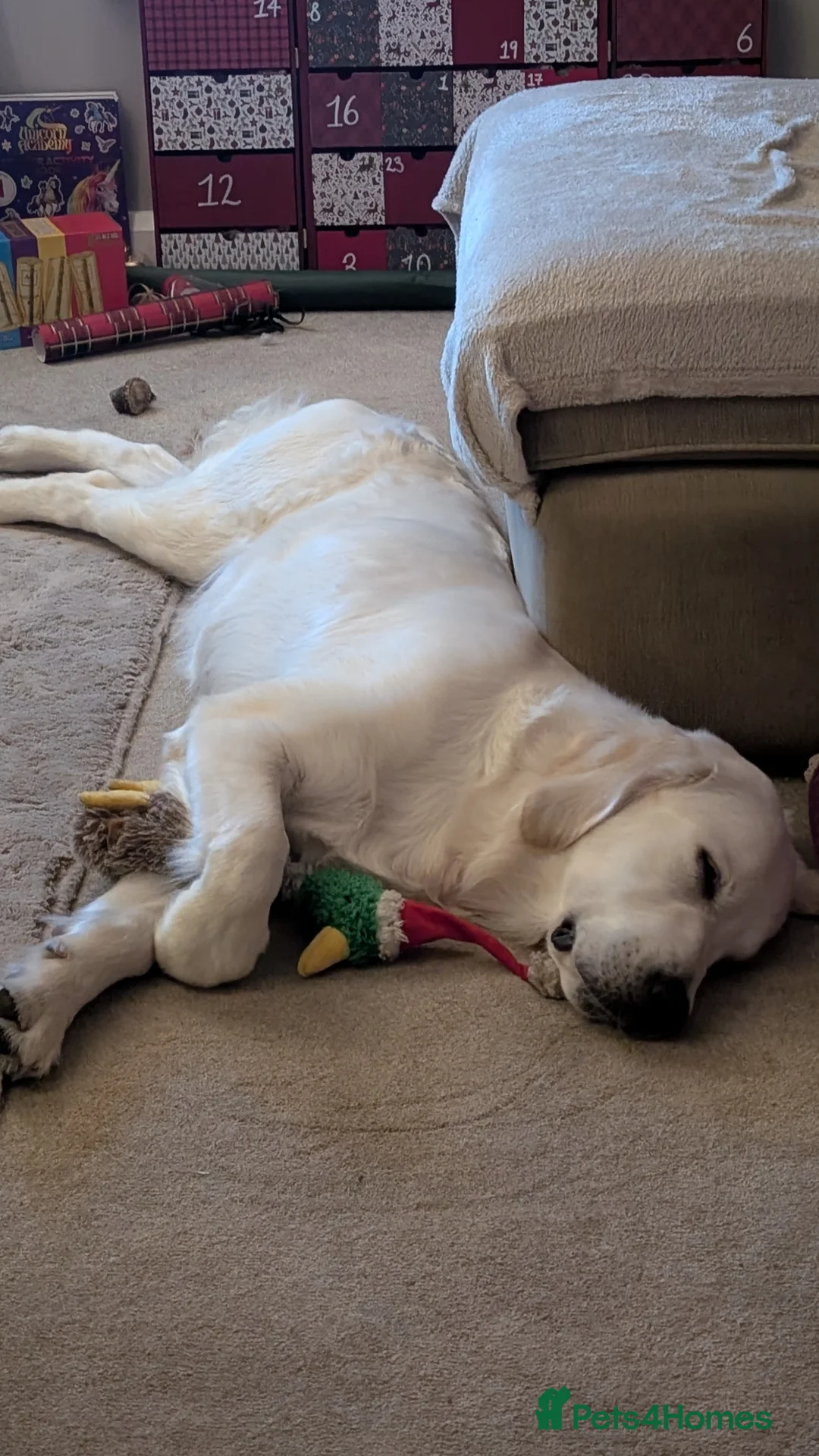 Golden Retriever dogs for sale: English Cream Retriever girl for rehoming in Bradford - Advert 9