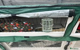 Guinea Pig rodents for sale: Two girl guinea pigs and set up  - Image 10