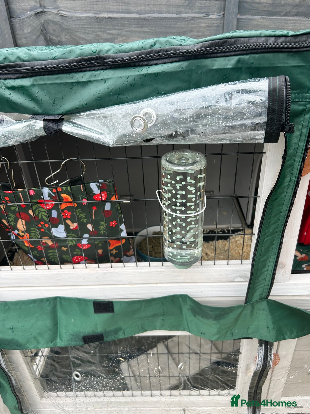 Guinea Pig rodents for sale: Two girl guinea pigs and set up  - Image 10
