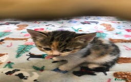 Persian cats for sale: 8 British short hair x Persian kittens  - Image 4