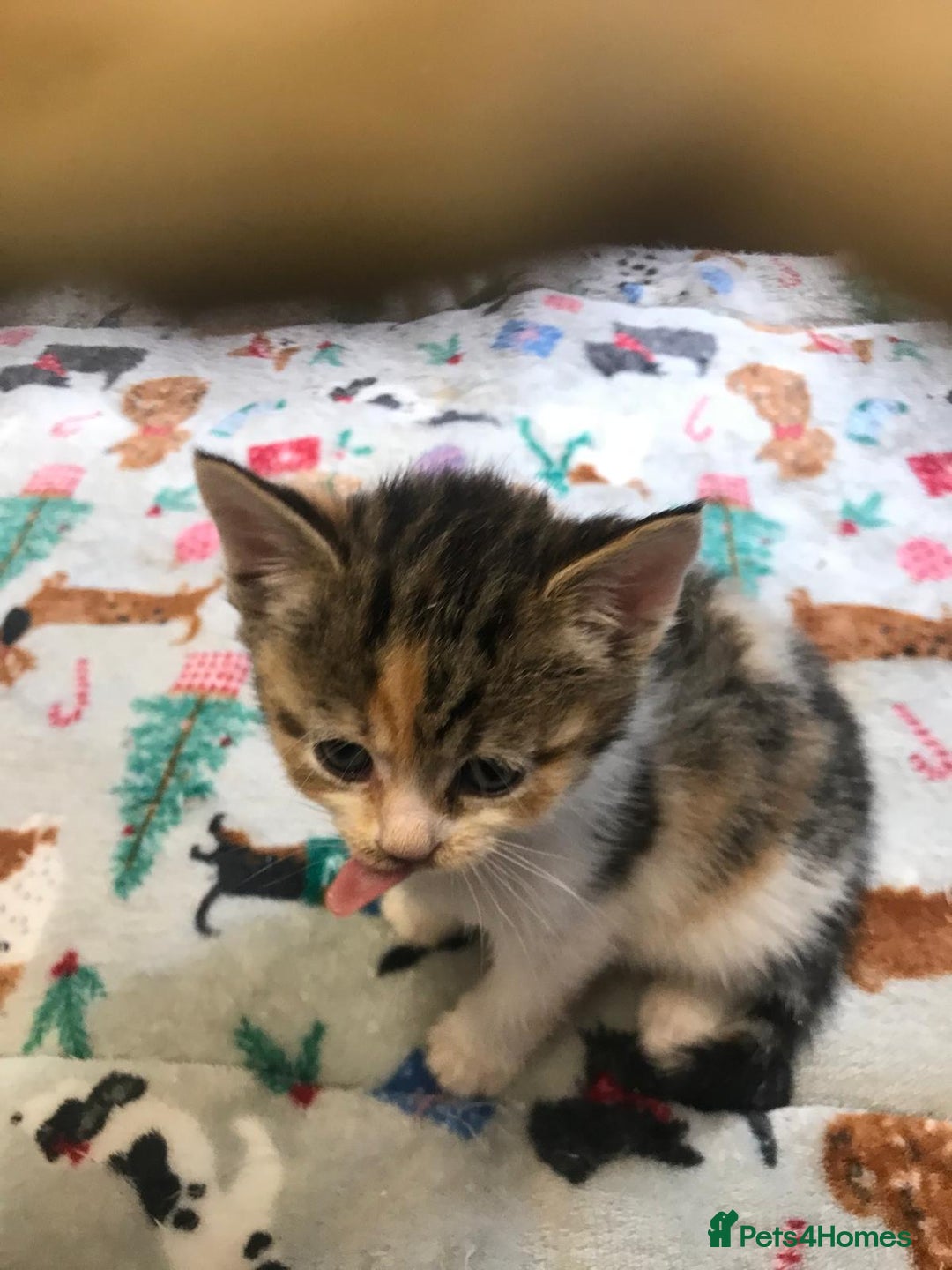 Persian cats for sale: 8 British short hair x Persian kittens  - Image 4