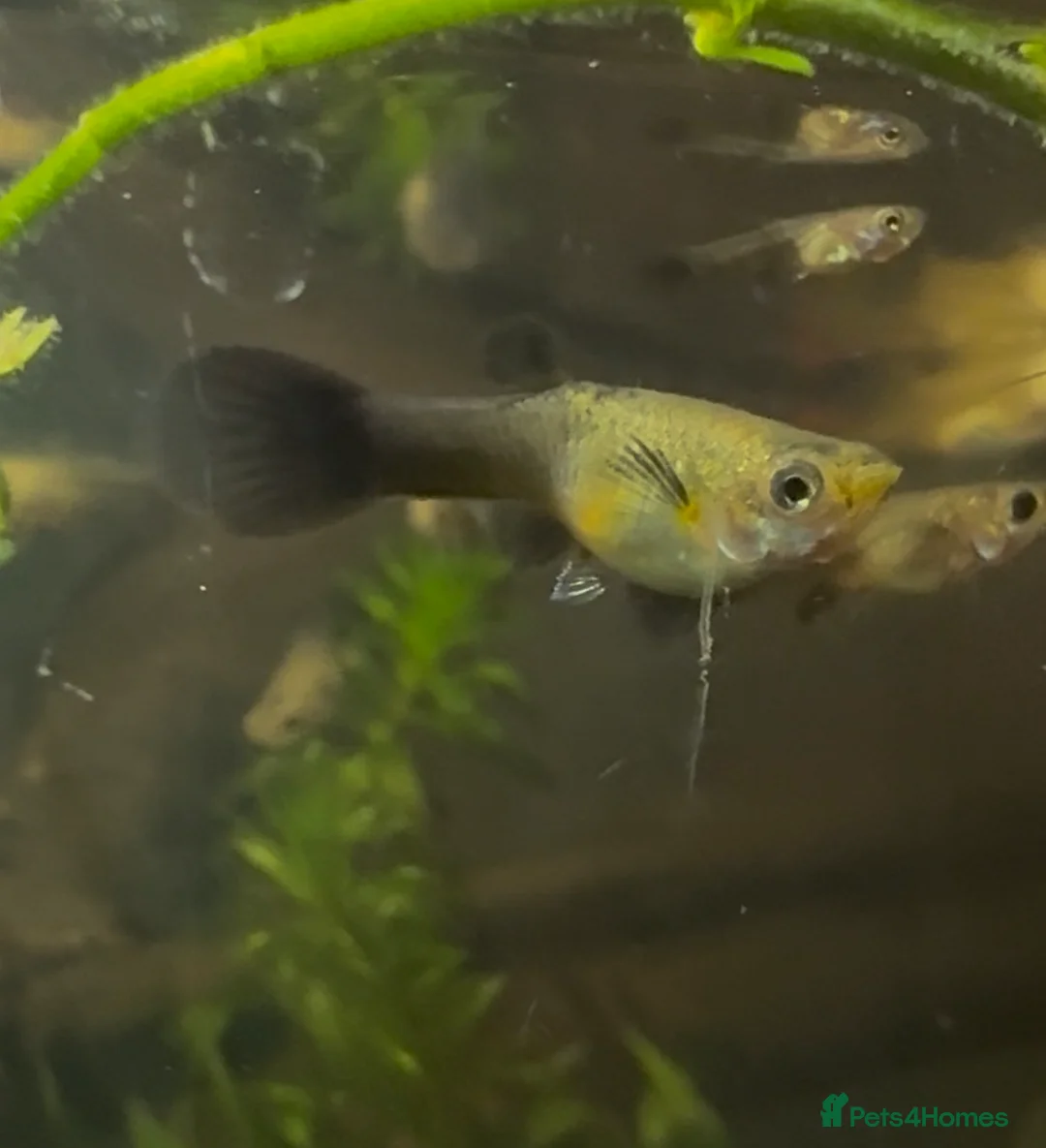 Other/Mixed Breed fish for sale: Guppy fry - Advert 2