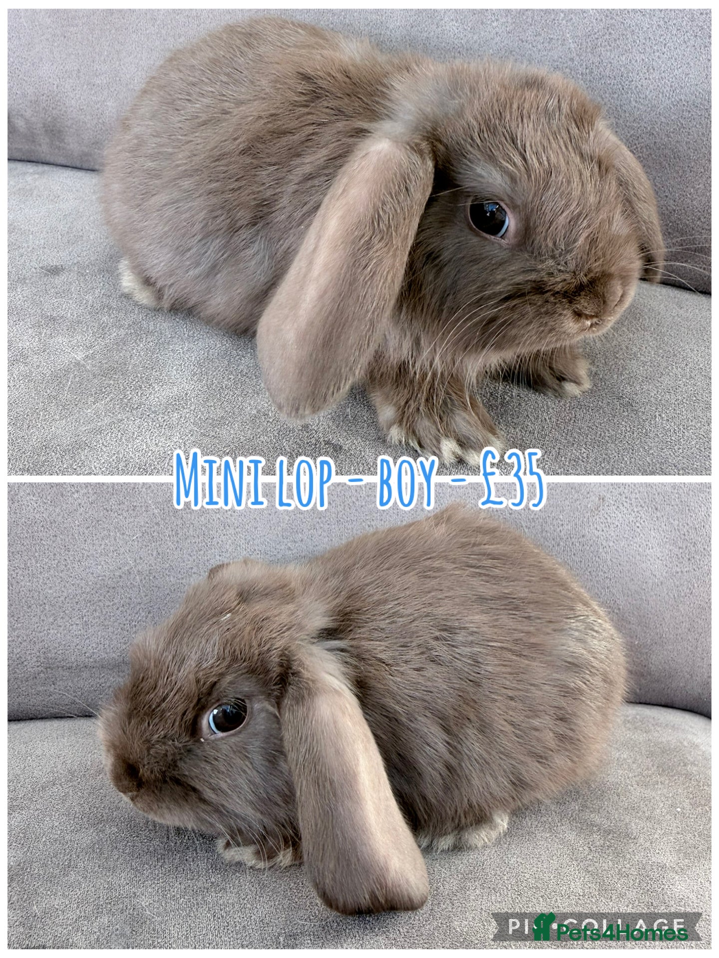 Mini Lop rabbits for sale: Mini Lop Rabbits - Advert 4