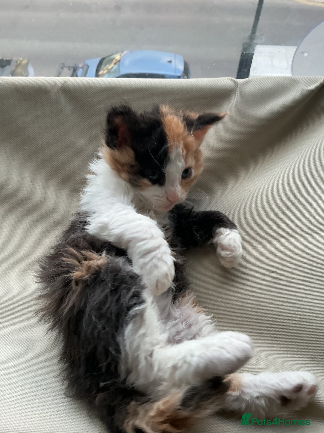 Domestic Shorthair cats for sale: Black-white-Ginger kitten - Advert 4