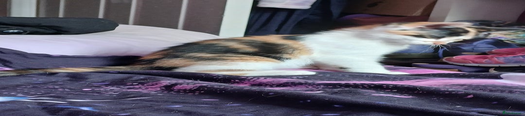 Mixed Breed Kitten 2