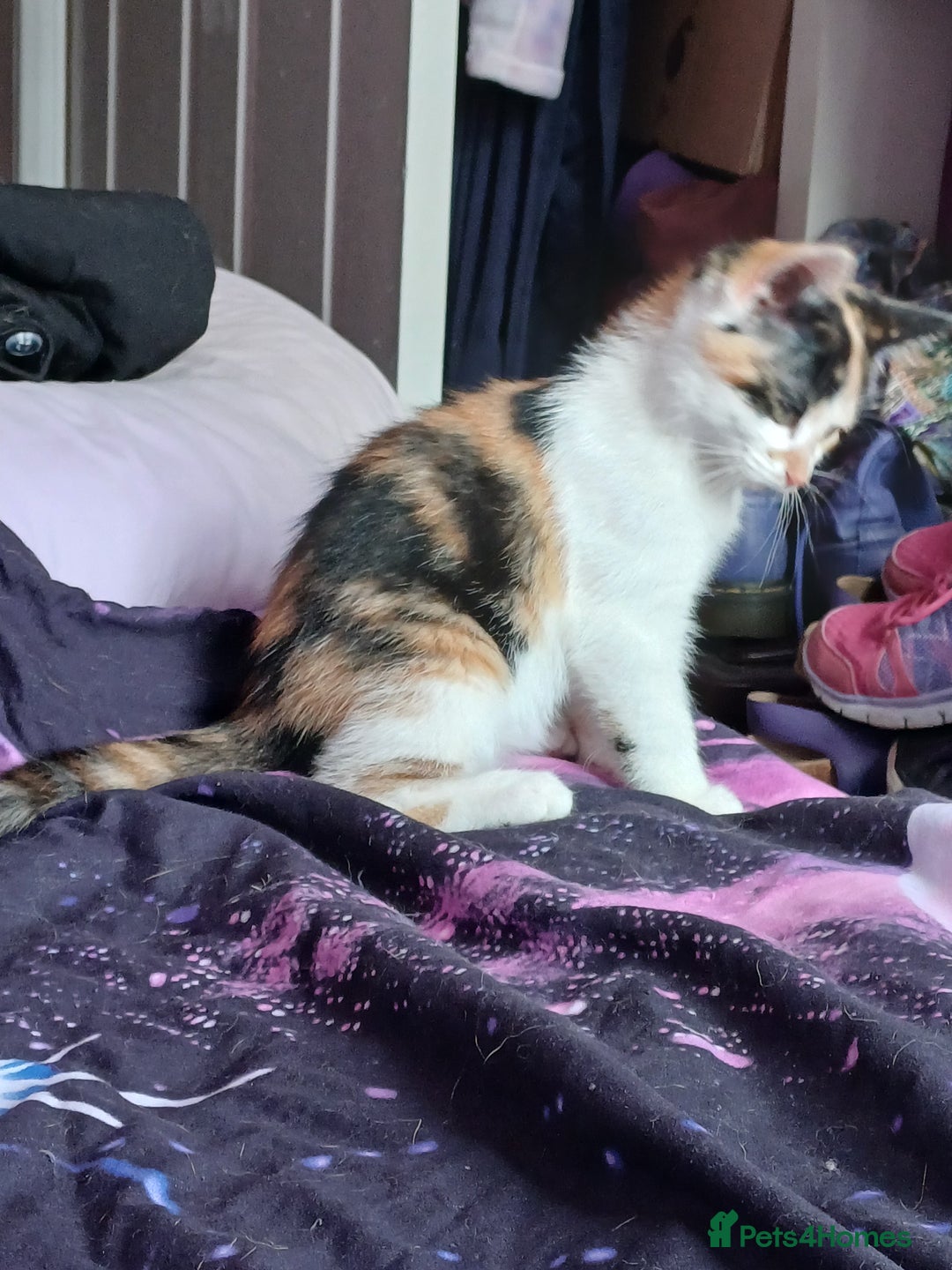 Mixed Breed cats for sale: Two calico kittens looking for their forever homes - Image 8
