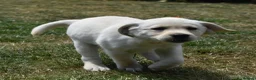 Labrador Retriever dogs for sale: Beautiful girl, last pup from this fabulous litter in Scarborough - Advert 5