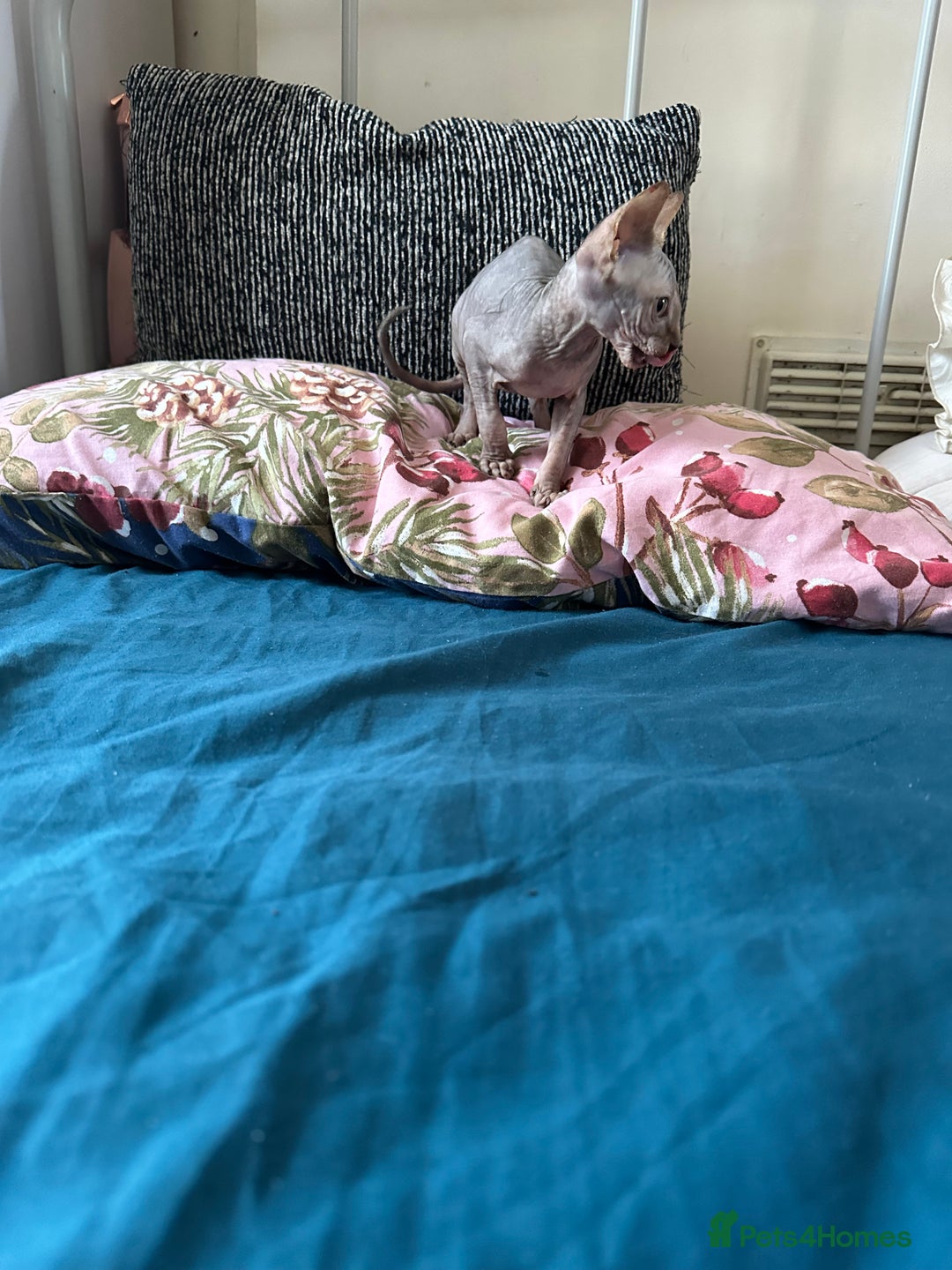 Sphynx cats for sale: Sweet Sphynx Kitten Looking for a Forever Home 🐾 - Image 1