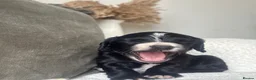 Cocker Spaniel dogs for sale: 1 black boy left  - Advert 14