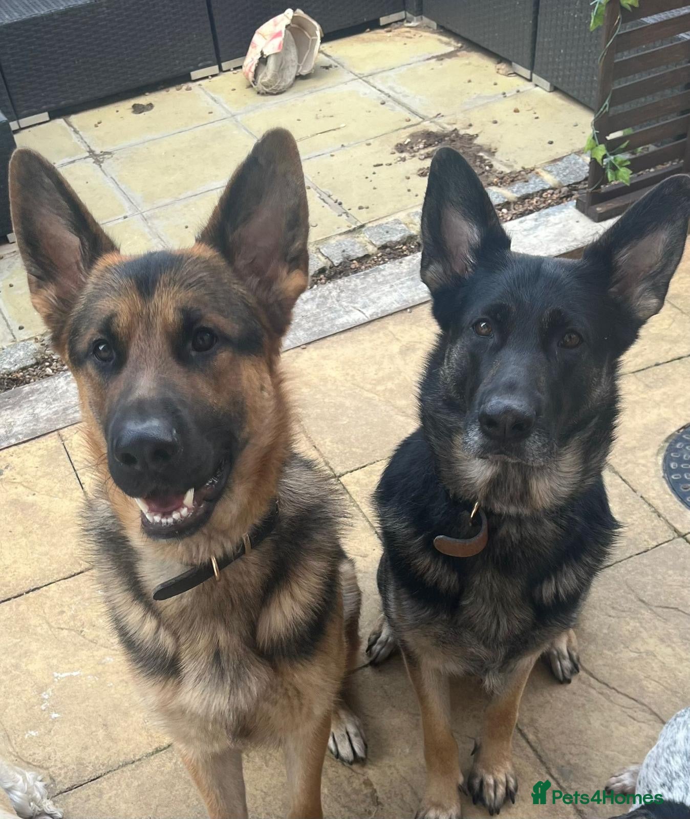German Shepherd dogs Short haired German shepherd puppies  - Advert 1