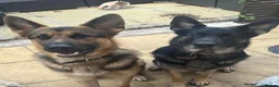German Shepherd dogs for sale: Short haired German shepherd puppies  in Saint Leonards-on-sea - Advert 1