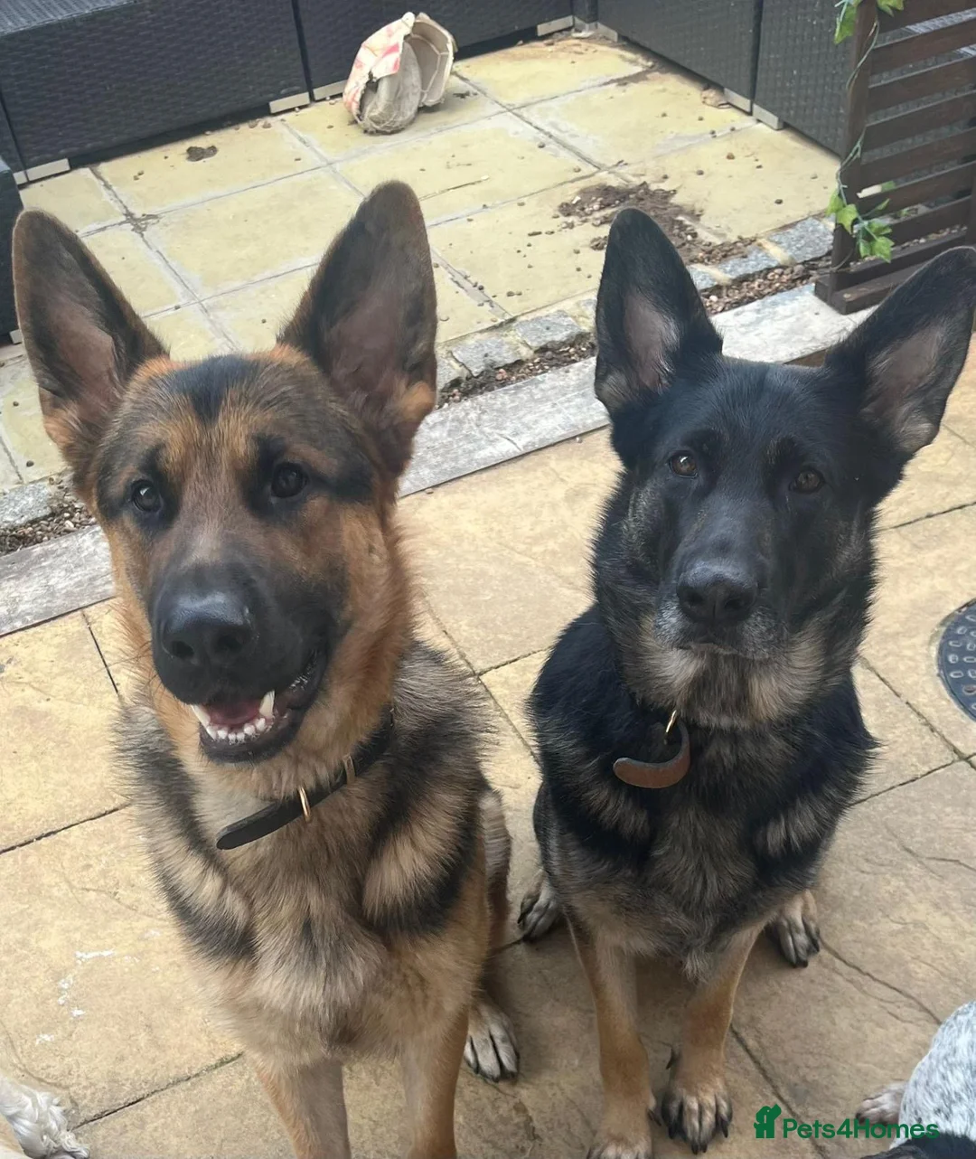 German Shepherd dogs for sale: Short haired German shepherd puppies  in Saint Leonards-on-sea - Advert 1