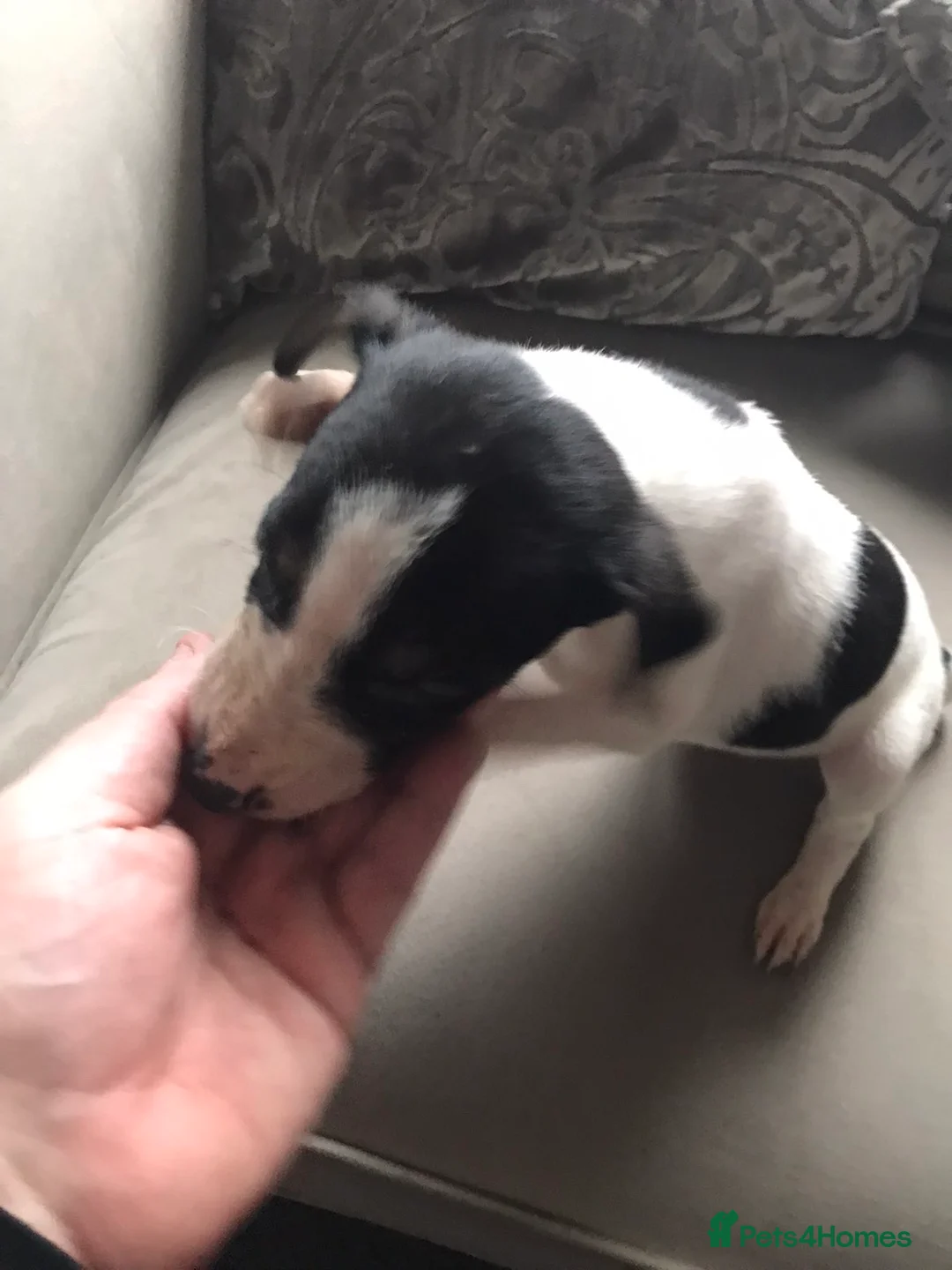 Mixed Breed dogs for sale: Lurcher cross pups  - Advert 2