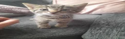 Mixed Breed cats for sale: Kittens  in Manchester - Advert 2