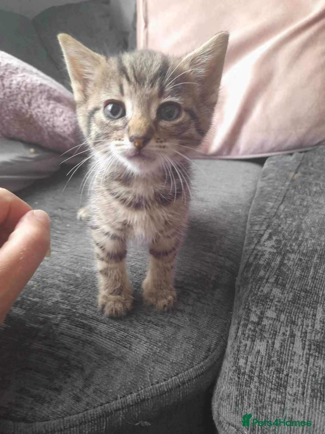 Mixed Breed cats for sale: Kittens  in Manchester - Advert 2