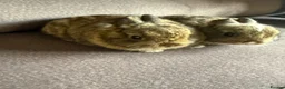 Netherland Dwarf rabbits for sale:  Netherlands dawaf Rabbits in Worcester - Advert 3