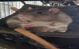 Rat rodents for sale: 4 male rats rehome ( can go with cage) - Image 7