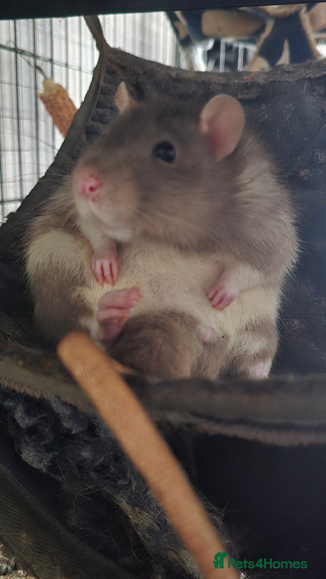 Rat rodents for sale: 4 male rats rehome ( can go with cage) - Image 7