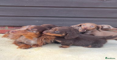 Miniature Dachshund dogs - Advert 3