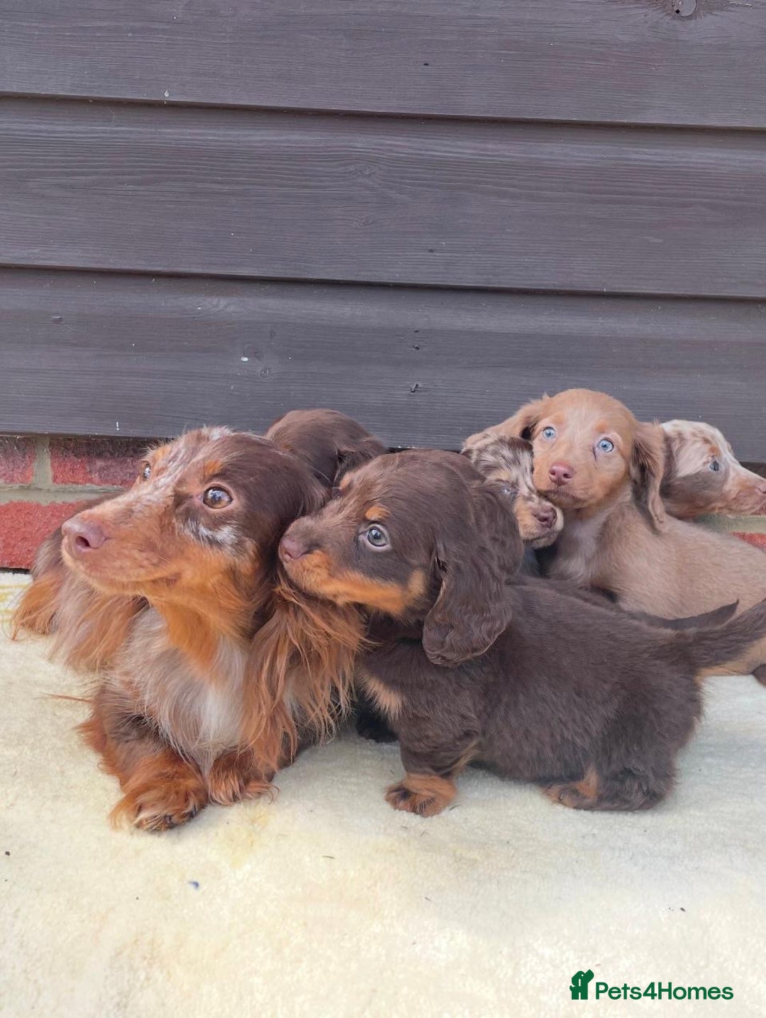 Miniature Dachshund dogs for sale: Long haired miniature Dashshund puppies  - Image 2