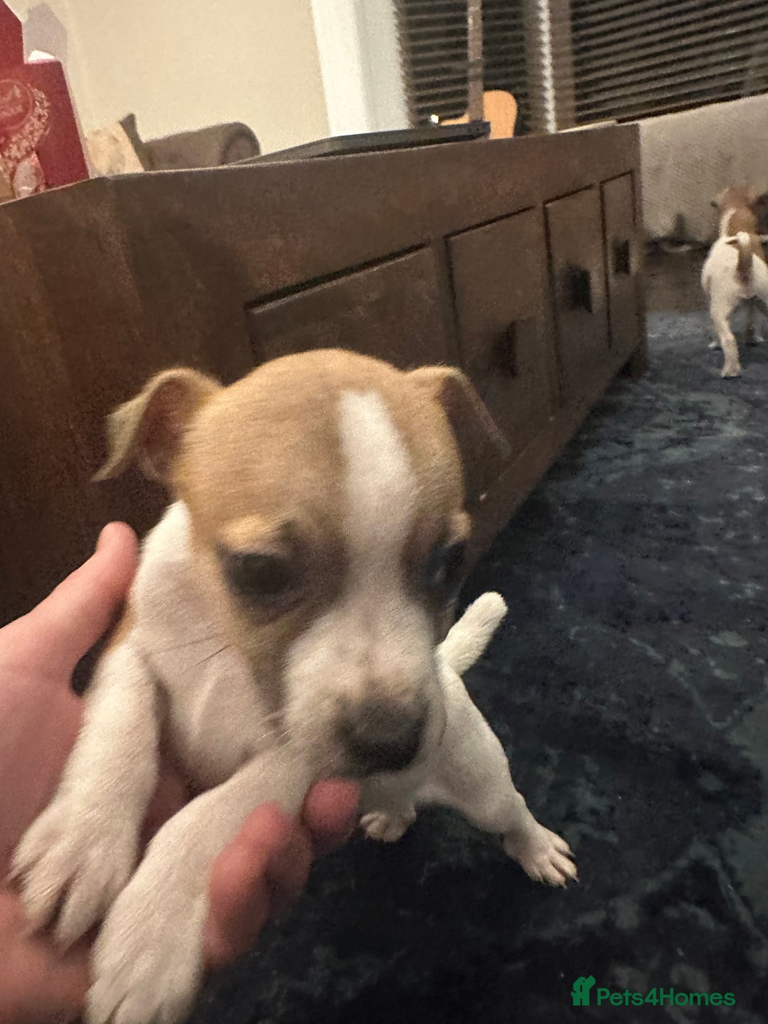 Jack Russell dogs for sale: Jack Russell puppies for sale - Advert 10