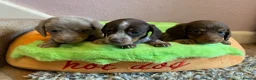 Miniature Dachshund dogs for sale: Just 2 long coat miniature dachshund puppies left - Advert 14