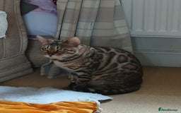 Bengal cats for sale: TICA Female Bengal HCM Tested Clear, Health-tested - Image 9