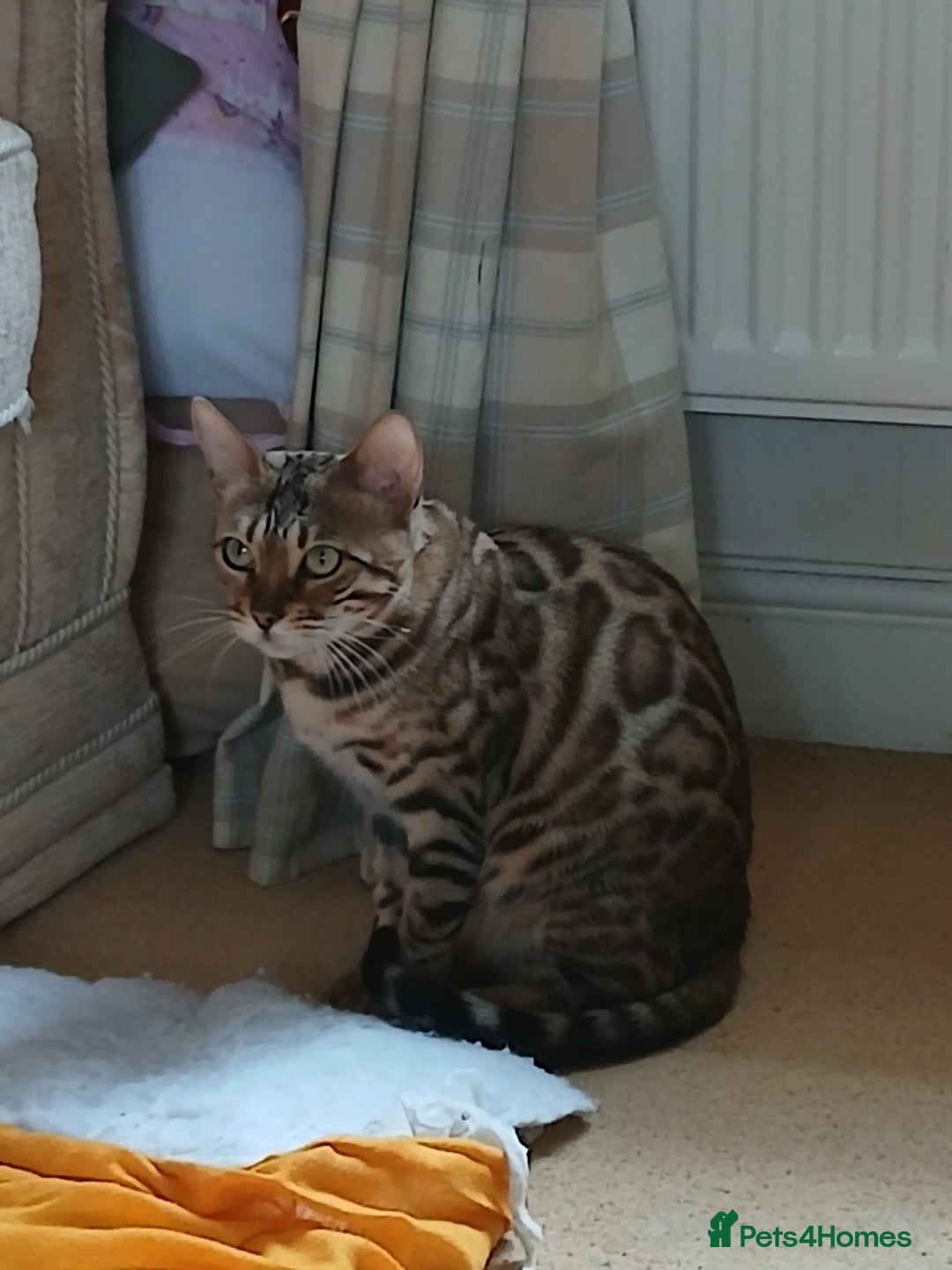 Bengal cats for sale: TICA Female Bengal HCM Tested Clear, Health-tested - Image 9