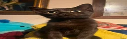 British Shorthair cats for sale: Kittens - Advert 8