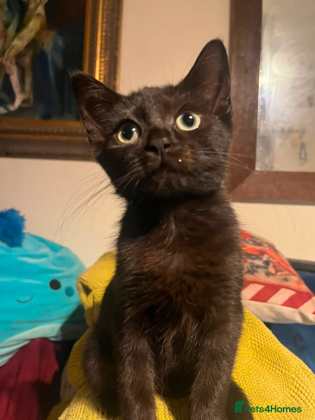 British Shorthair cats for sale: Kittens - Advert 8
