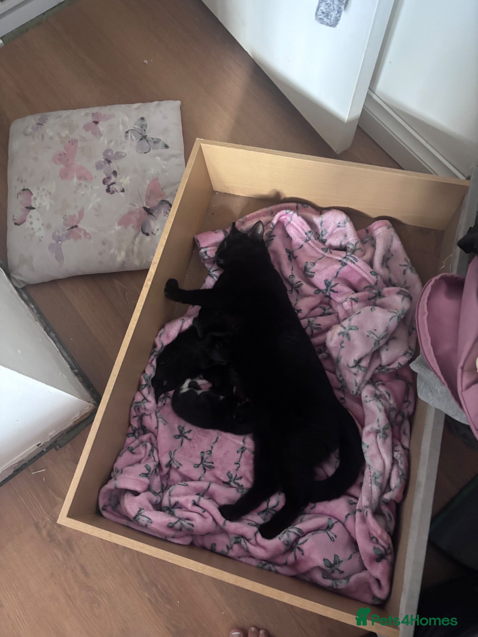 Mixed Breed cats Gorgeous little Ones.  - Advert 1
