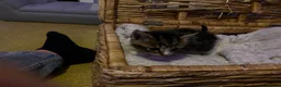 Ragdoll cats for sale: Cute kittens - Advert 4