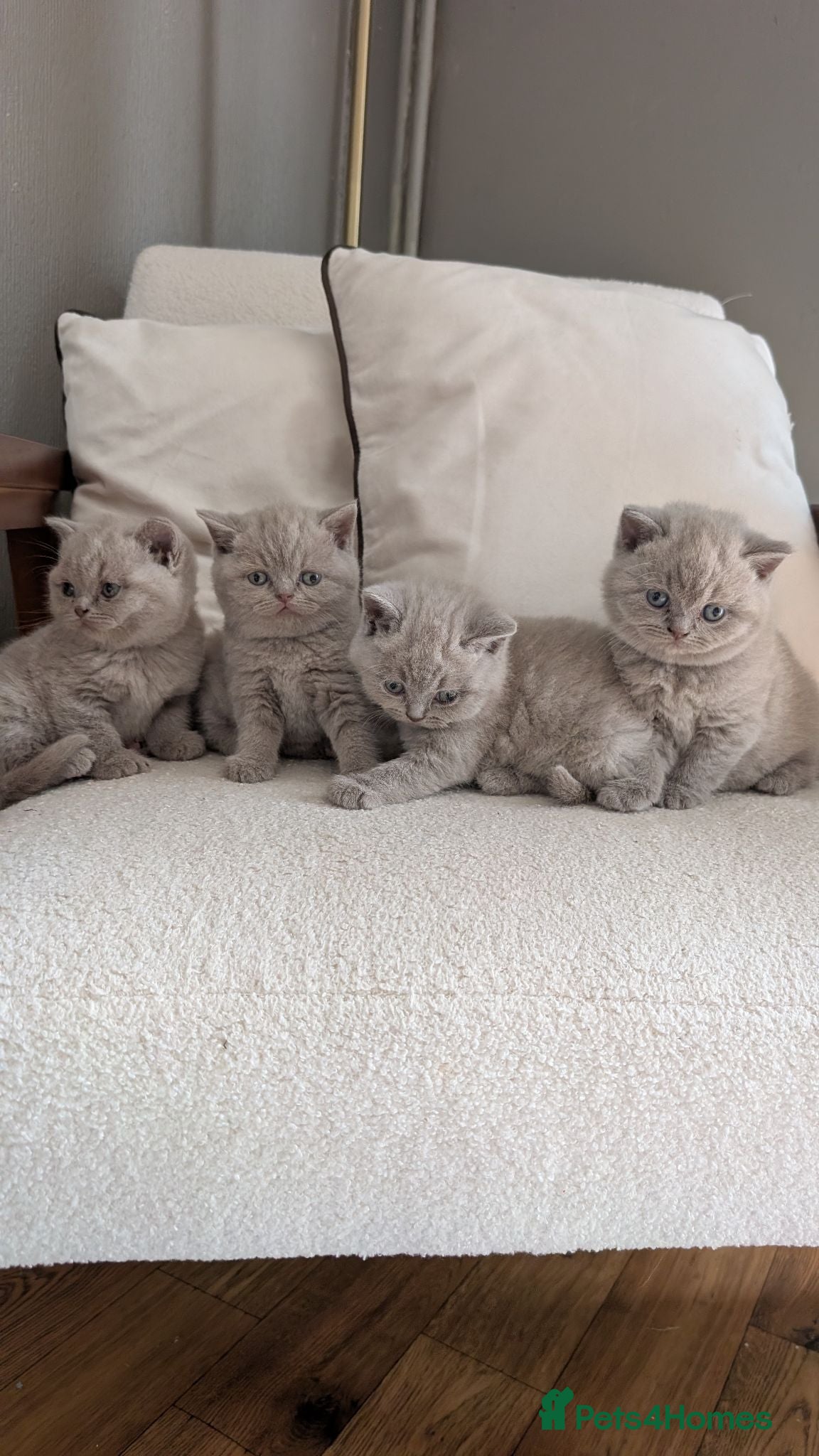 British Shorthair cats Lilac British shorthair kittens - Advert 2
