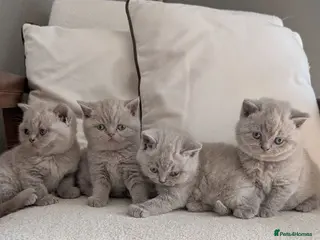 British Shorthair cats Lilac British shorthair kittens - Advert 9