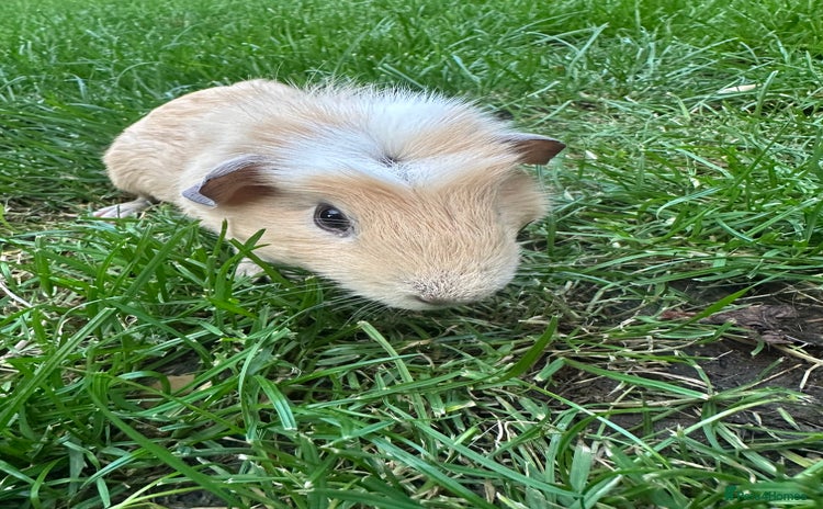 Guinea Pig rodents - Advert 2
