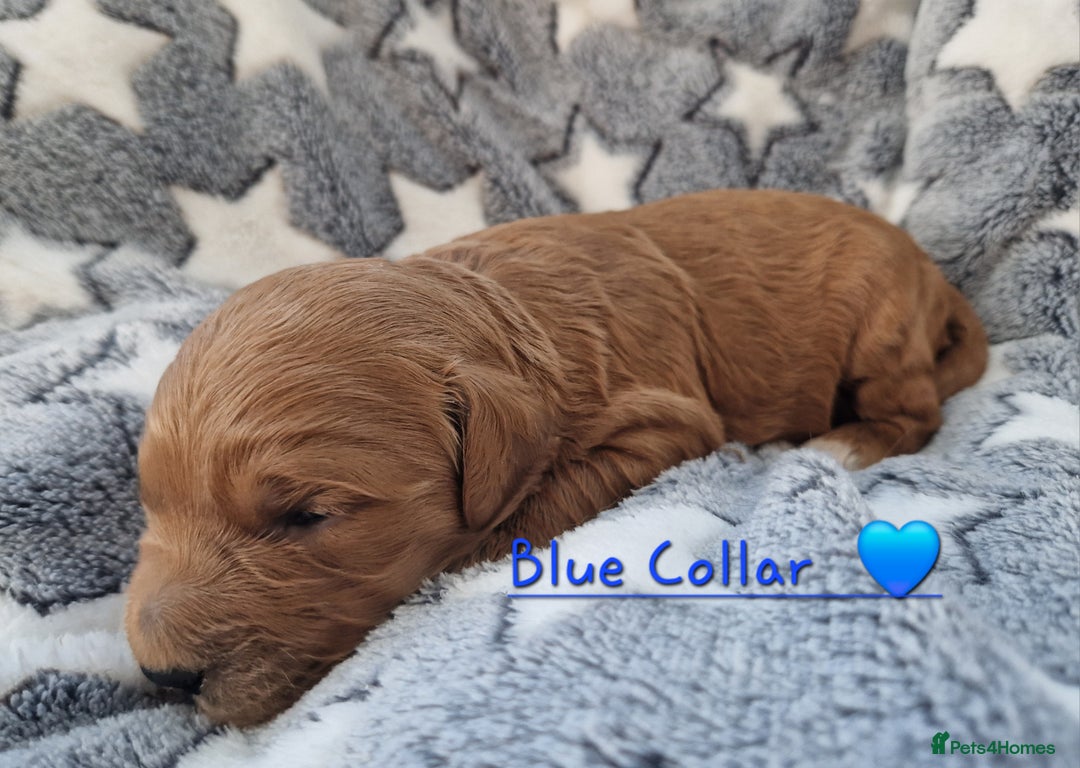 Mini Goldendoodle dogs for sale: Miniature F1 Goldendoodle puppies available - Advert 15