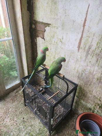 Parakeets birds - Advert 17