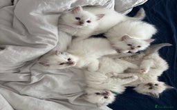 Ragdoll cats for sale: Perfect little blue point Ragdoll girls x5 - Image 17