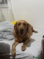 Labrador Retriever dogs - Advert 4