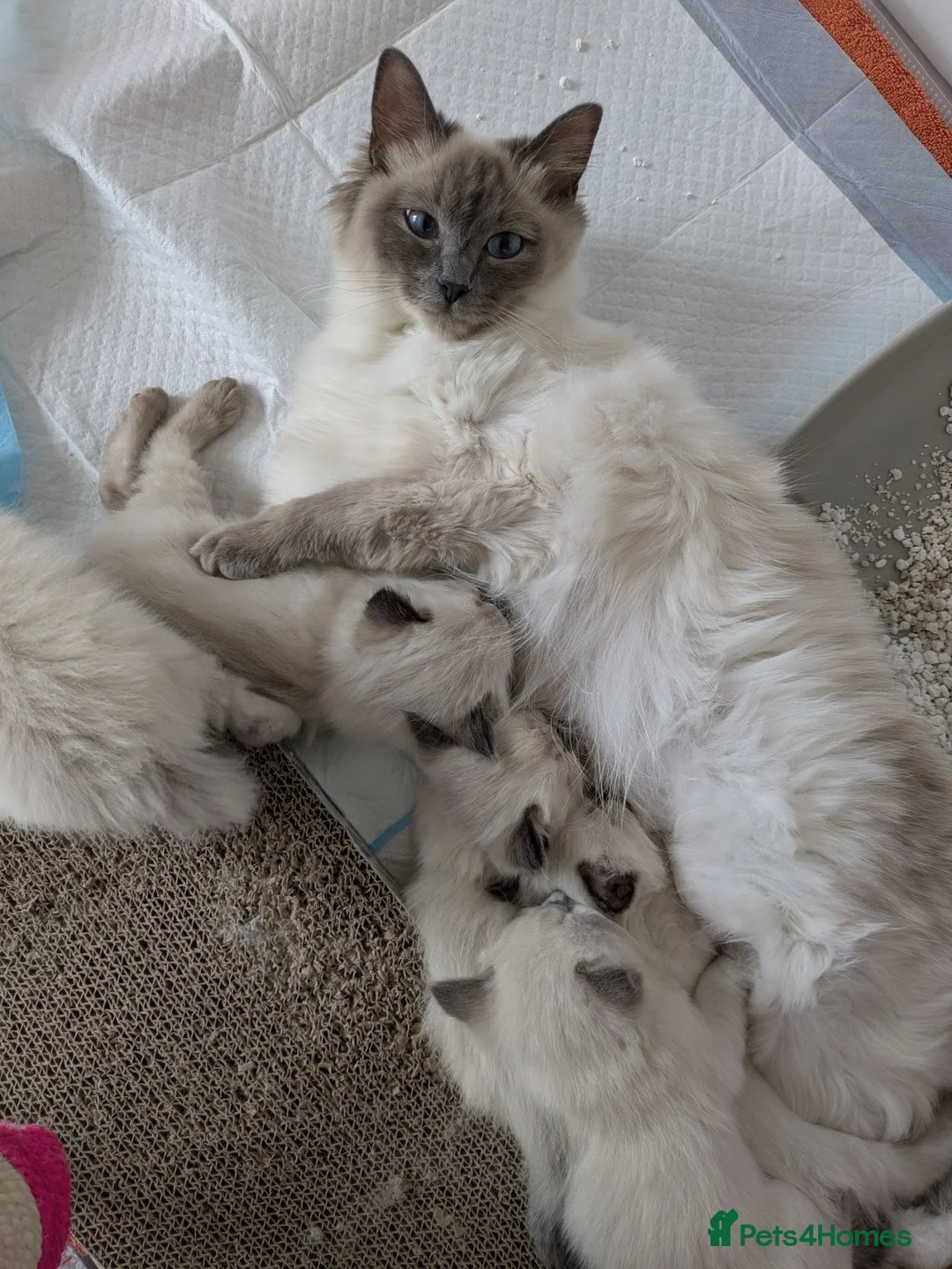 Ragdoll cats for sale: Two male Ragdoll Kittens in Chester - Advert 2