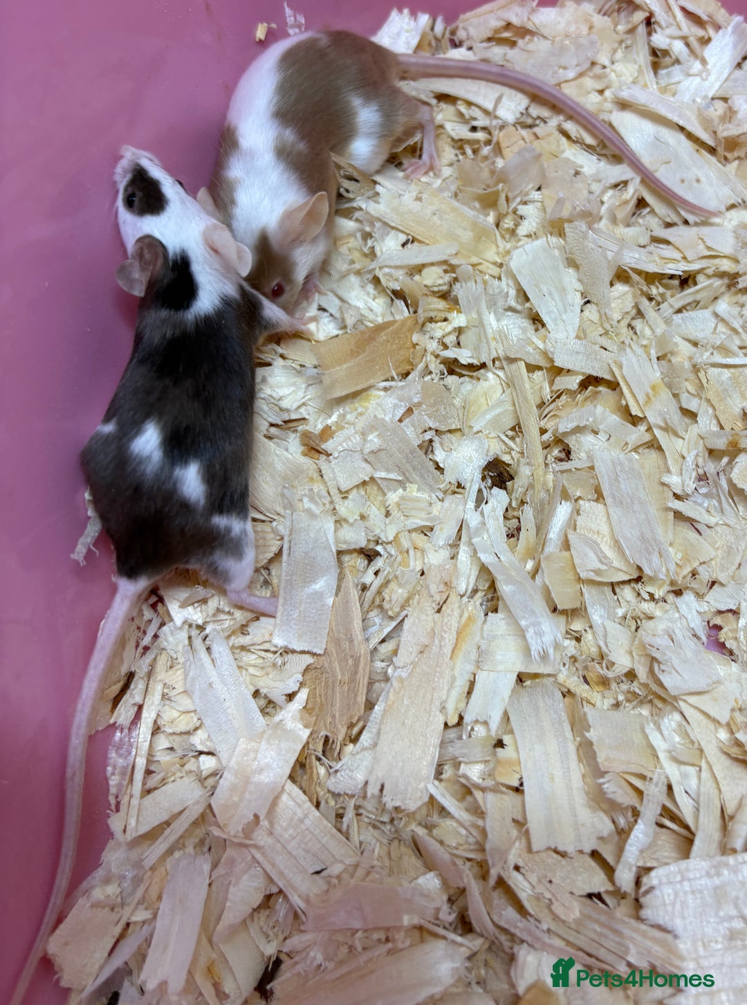 Mouse rodents for sale: Female baby mice ready now  - Image 4