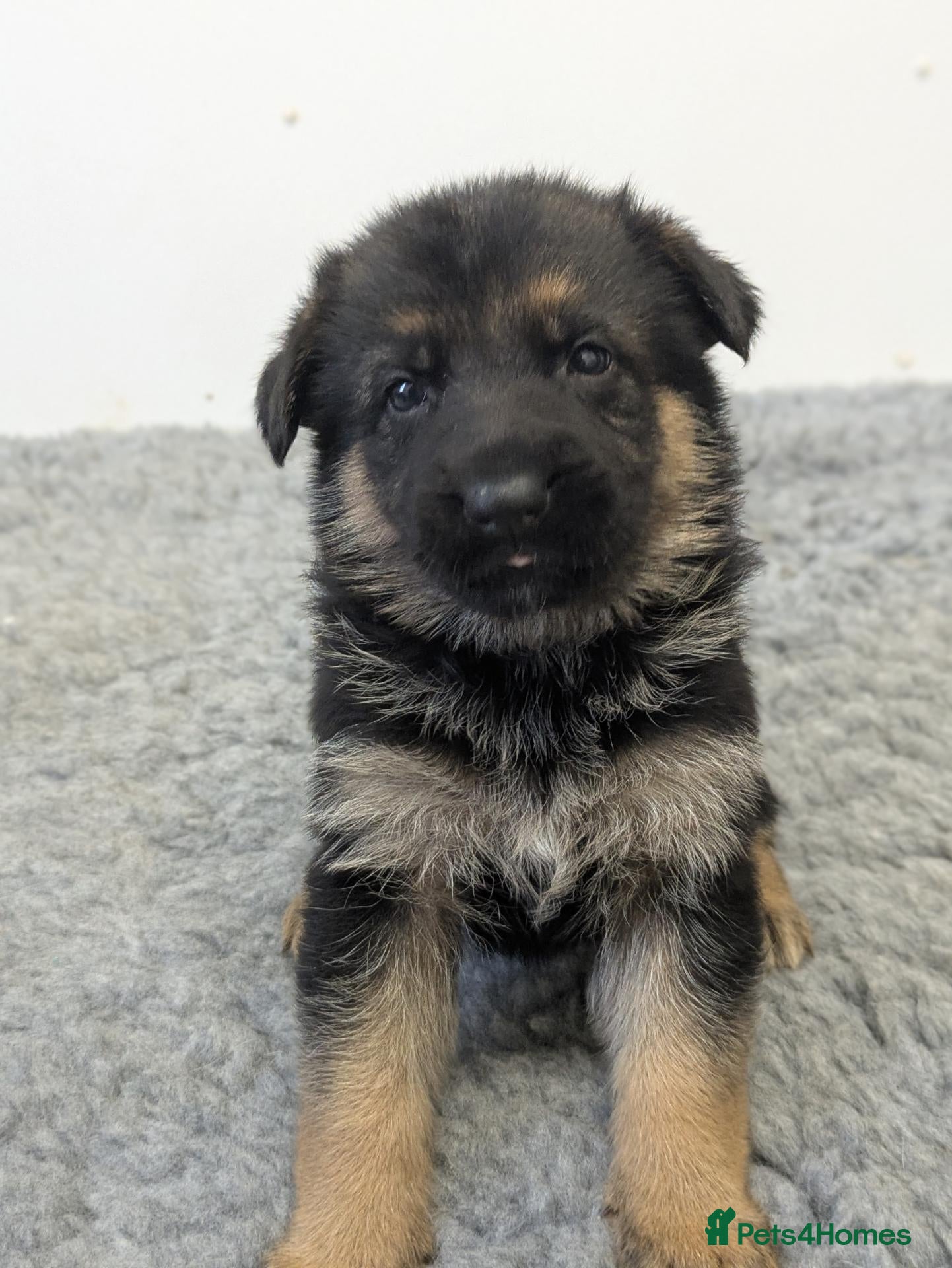 German Shepherd dogs Quality KC Puppies From Health Tested Parents - Advert 2