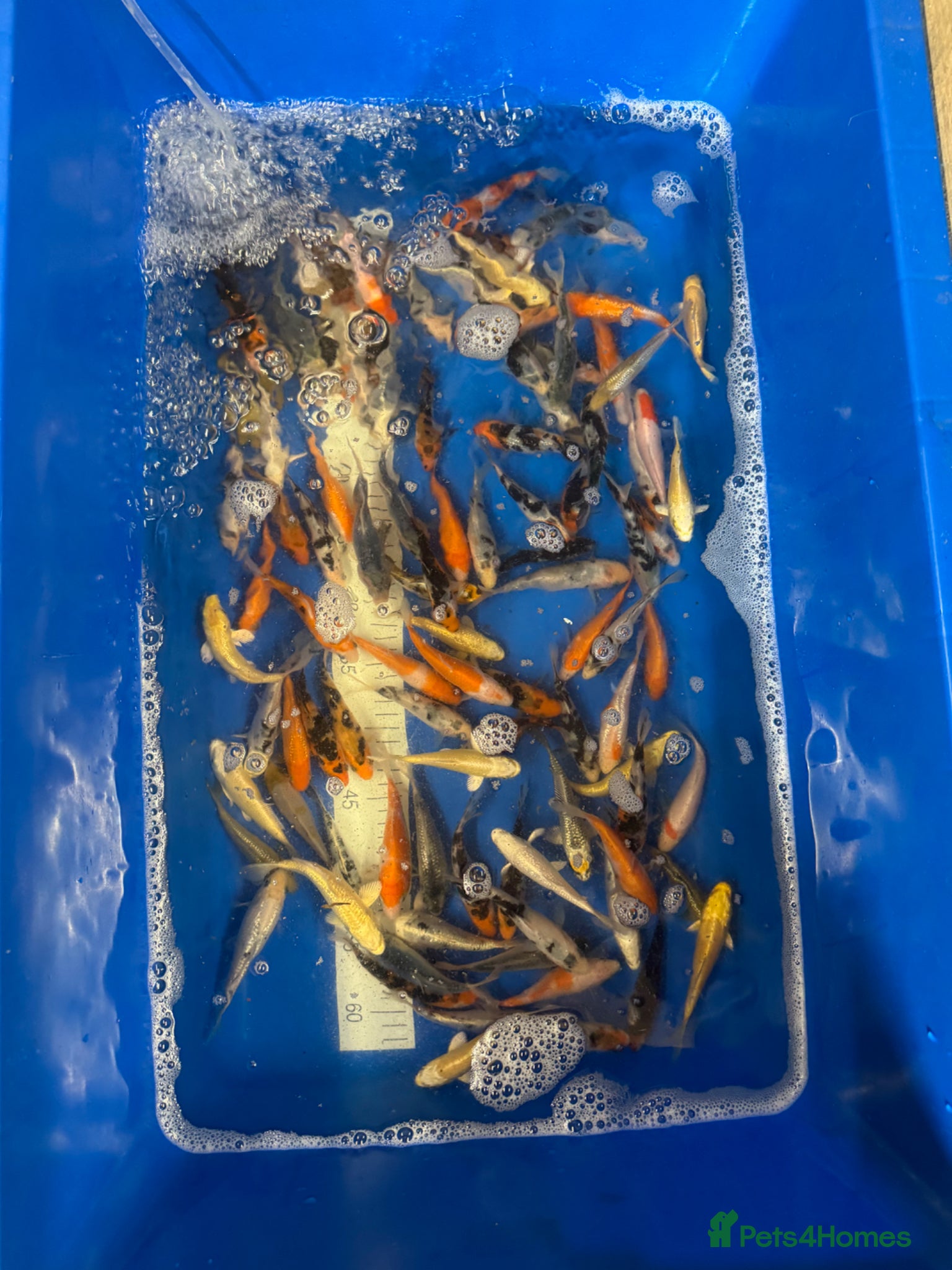 Koi Carp fish Koi for sale Coventry mixed sizes  - Advert 1
