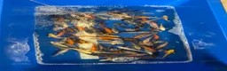 Koi Carp fish for sale: Koi for sale Coventry mixed sizes  in Coventry - Advert 1