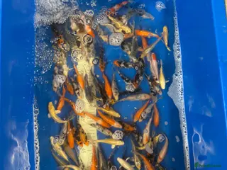 Koi Carp fish Koi for sale Coventry mixed sizes - Advert 10