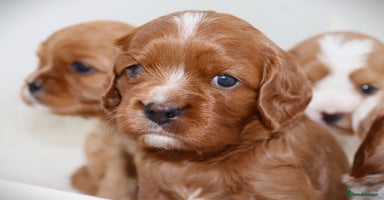 Cavapoo dogs - Advert 3