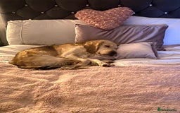 Mixed Breed dogs for sale: Golden Retriever cross Cocker Spaniel - Image 1